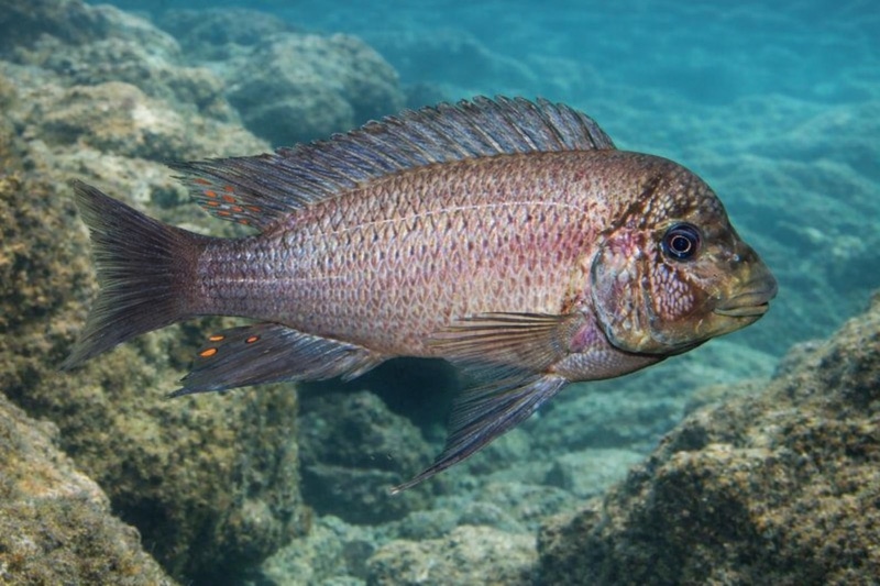 Petrochromis ephippium 'Chituta Bay'
